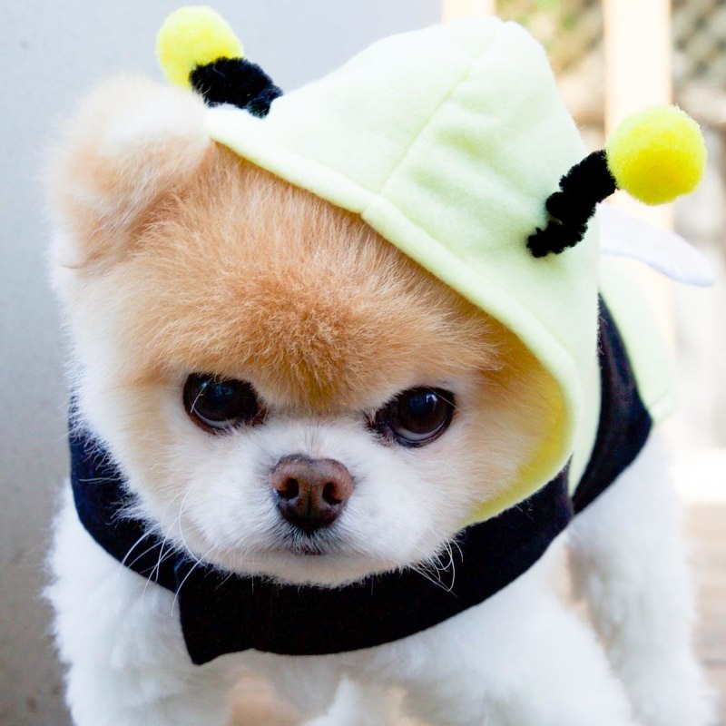 Померанский шпиц Boo