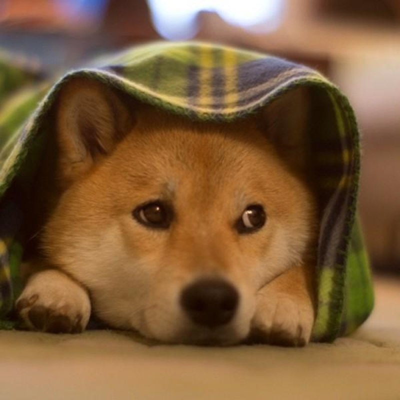 Собака няшка