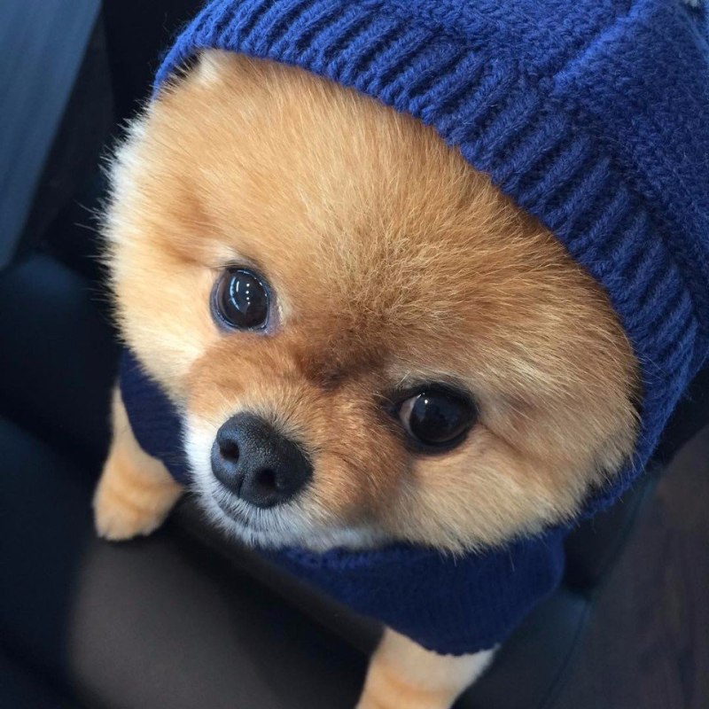 Померанский шпиц jiffpom белый