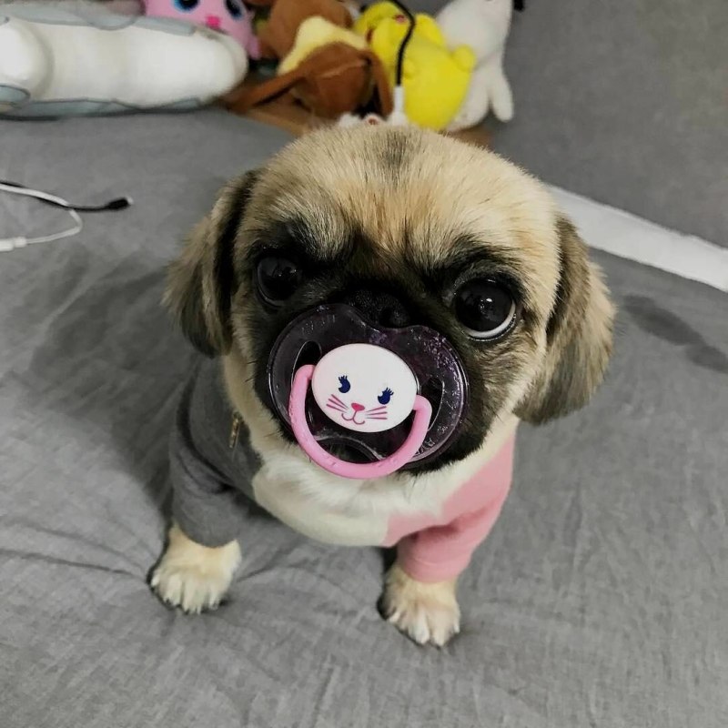 Мопс маленький