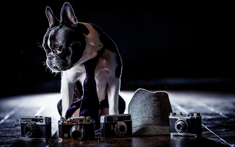 Собака с фотоаппаратом