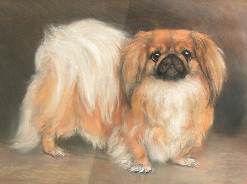 Carl Reichert Пекинес
