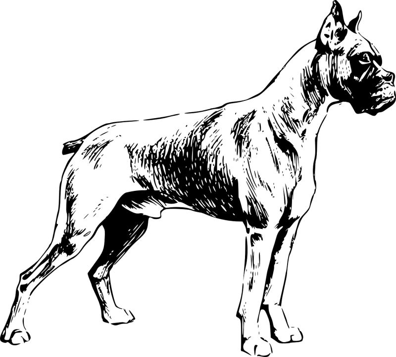 Кане Корсо