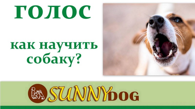 Как научить собаку команде голос