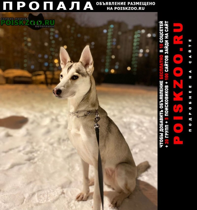 Морда собаки