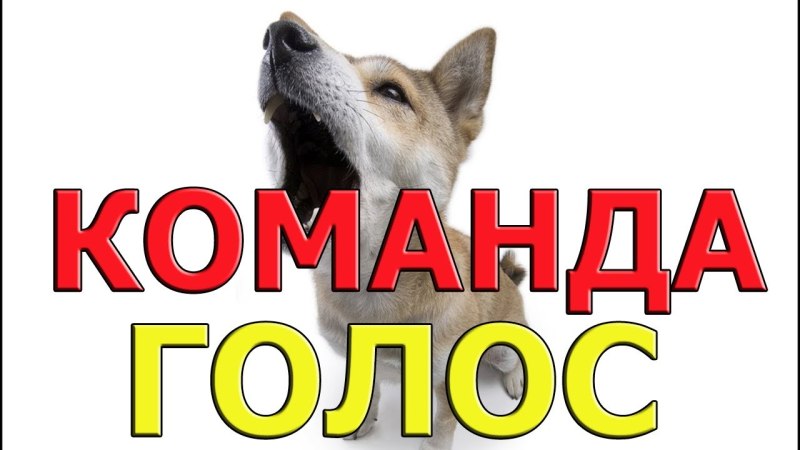 Собака лает в пустоту