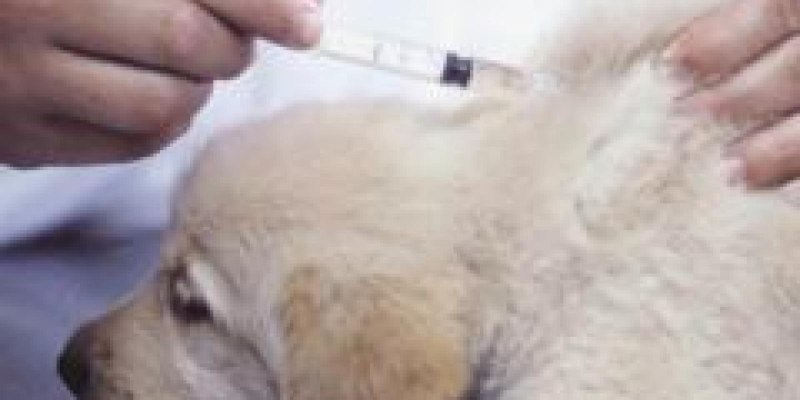 Шишка у собаки после прививки от бешенства