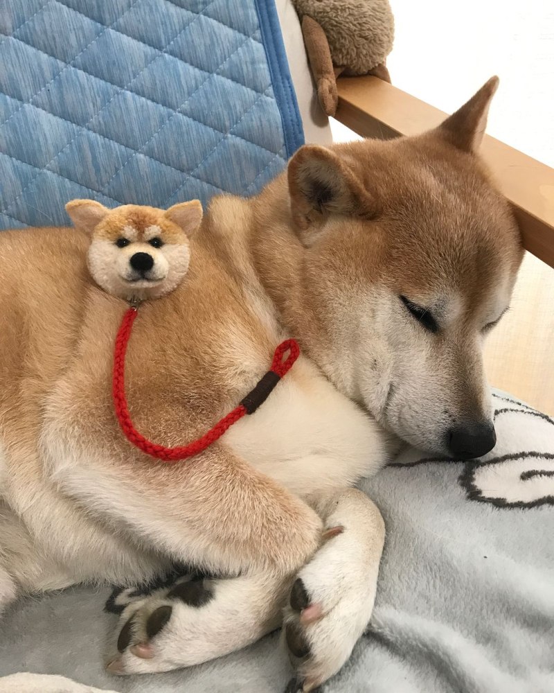 Шиба ину и сиба ину