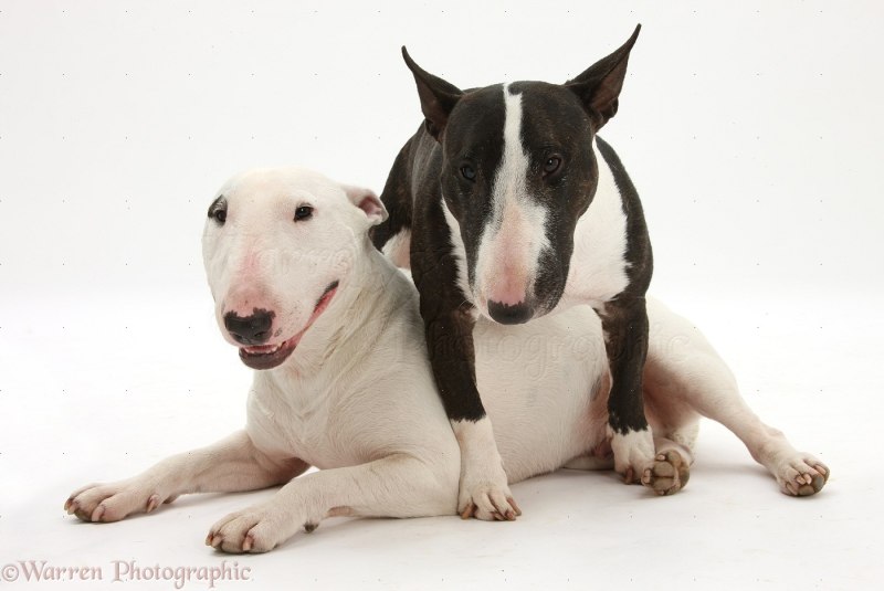 Mini Bullterrier White