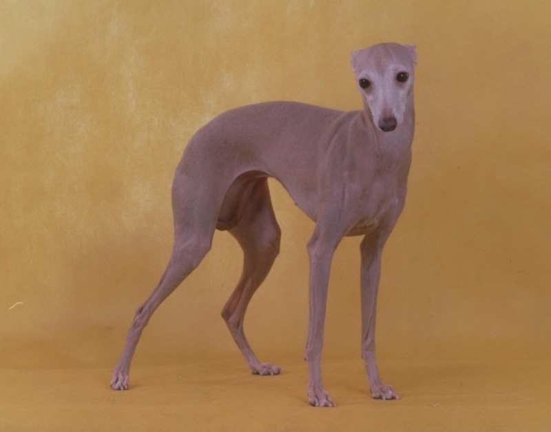 Greyhound порода собак