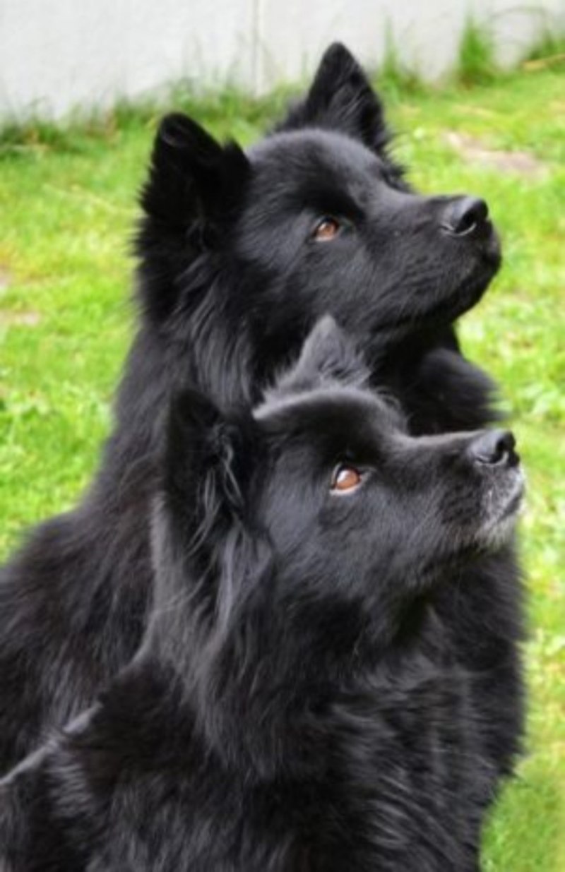 Finnish Lapphund
