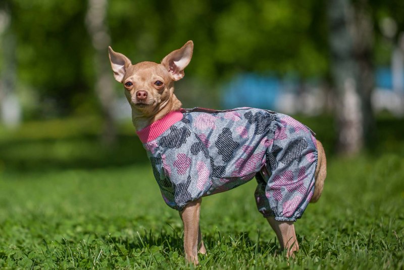 Dogmoda дождевик комбинезон