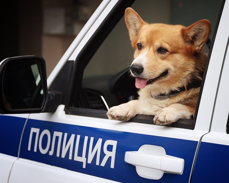Корги пемброк