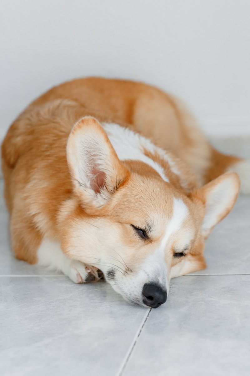 Корги полицейский