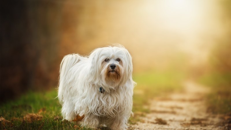 Havanese Dog