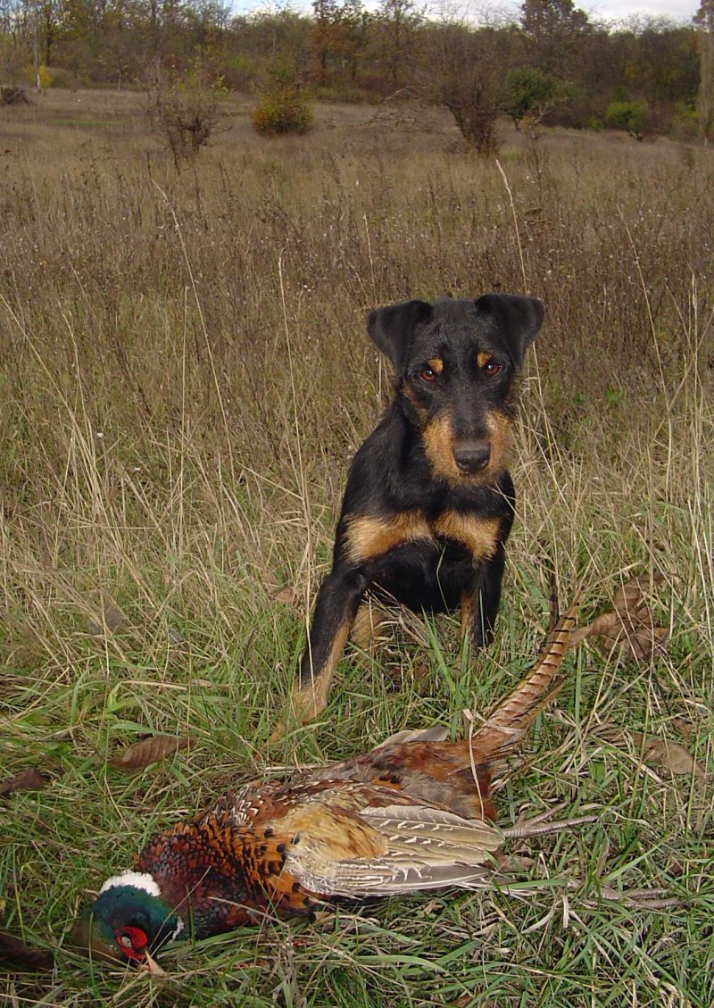 Рой Ягдтерьер