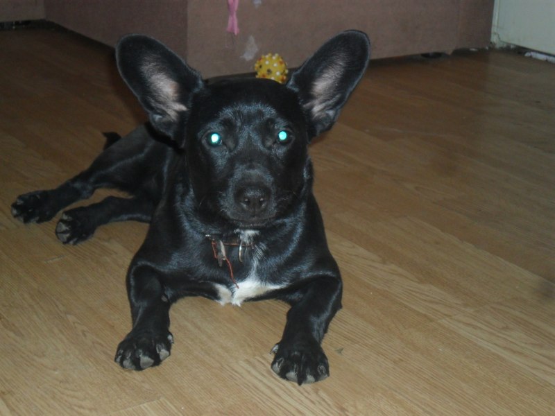 Boston Terrier французский бульдог