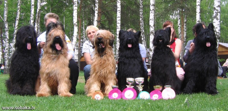 Бриар с человеком