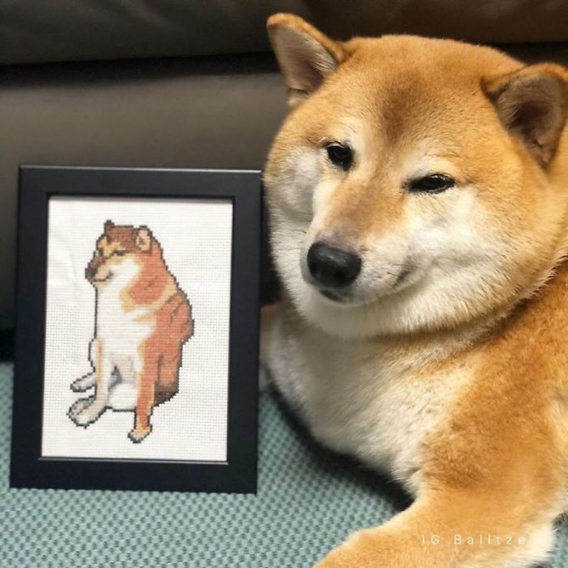 Сибаино собака