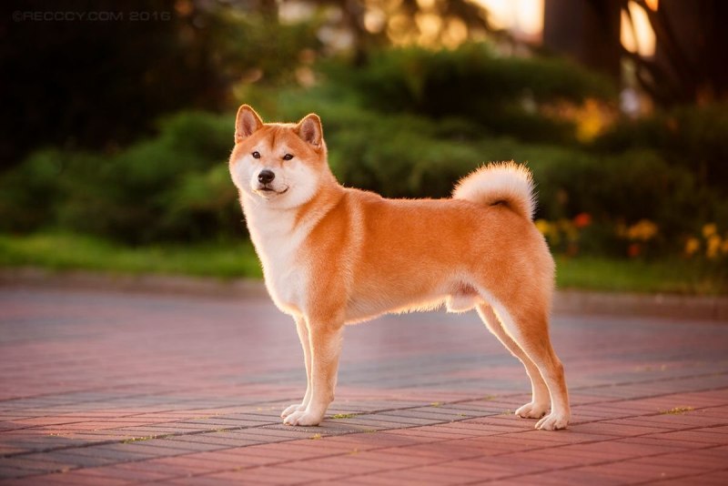 Пулькоги в Корее