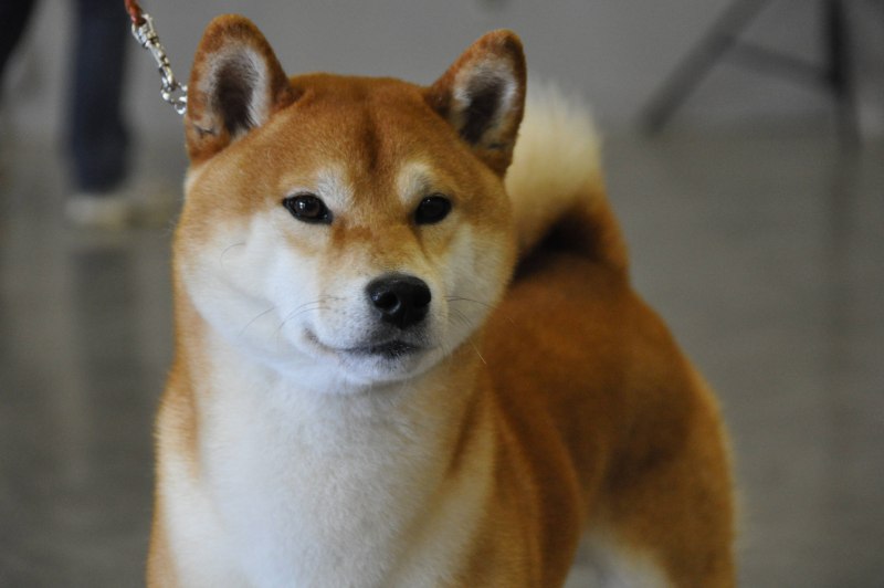 Сиба ину сбоку