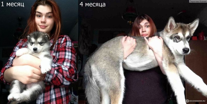 Хаски рядом с человеком