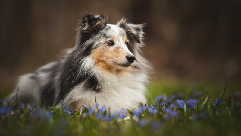 Овчарка колли