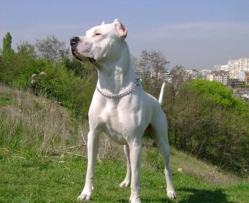 Аргентинский мастиф