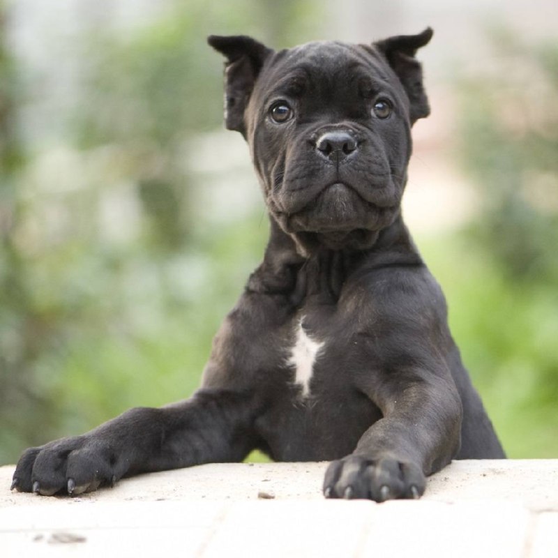 Кане Корсо (Cane Corso)