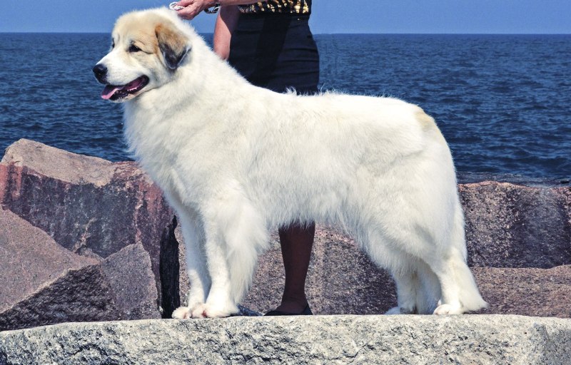Great Pyrenees порода собак