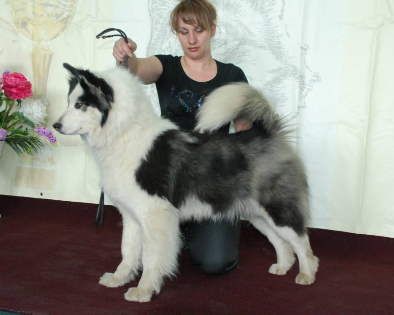 Финский лаппхунд щенки