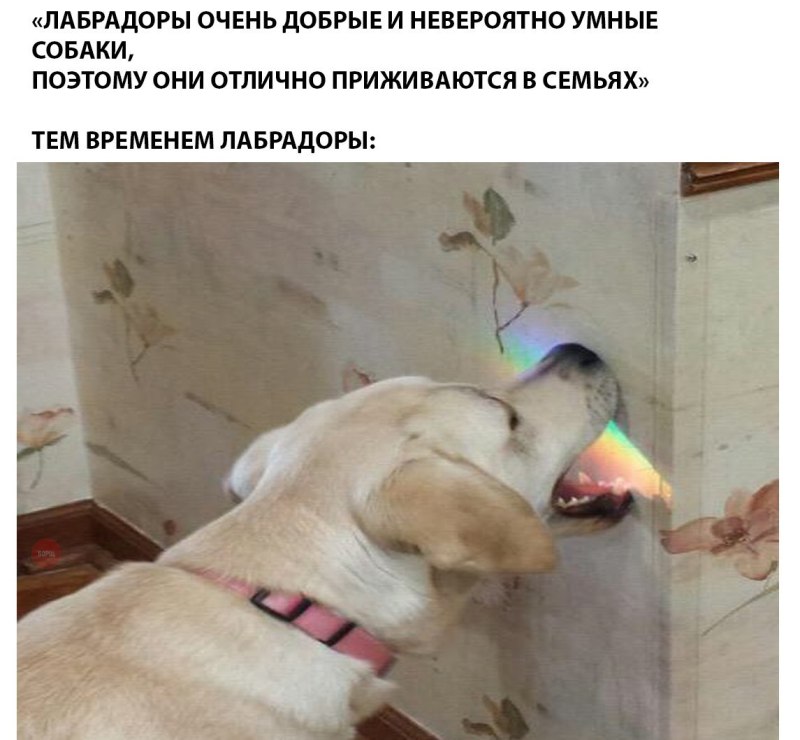 Лабрадор на природе