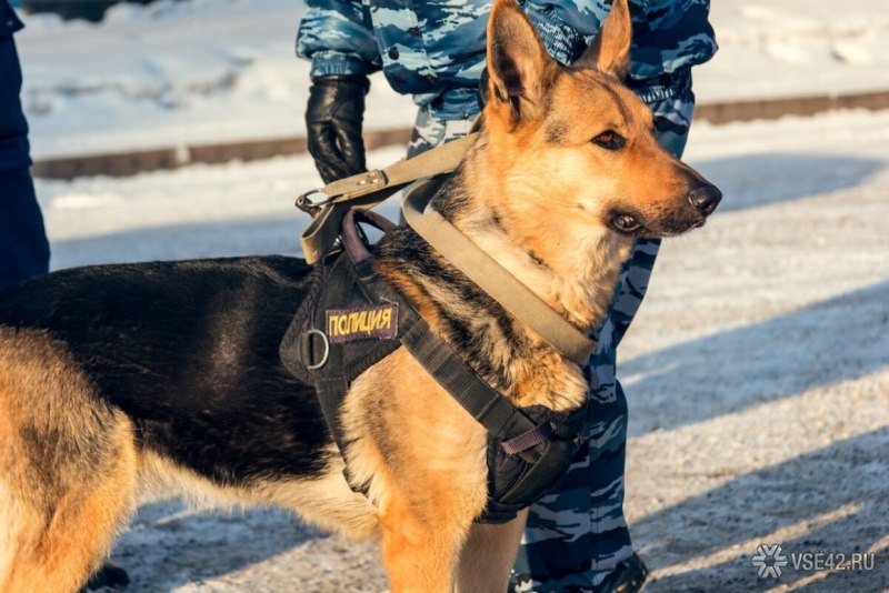 Немецкая овчарка служебная собака