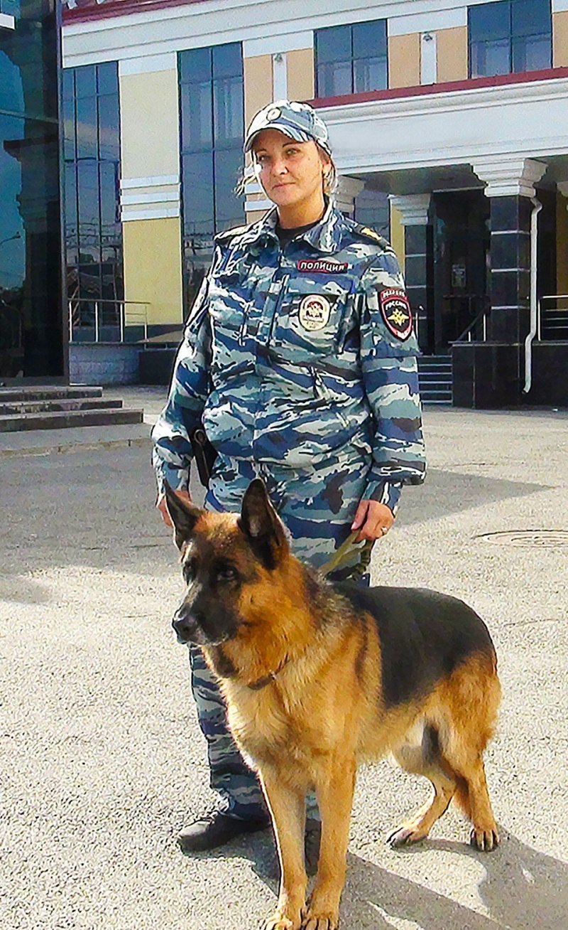 Овчарка Ищейка
