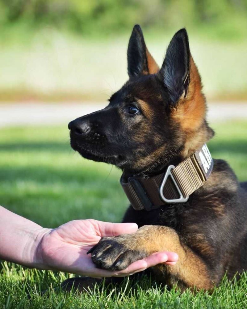 Немецкая овчарка k9