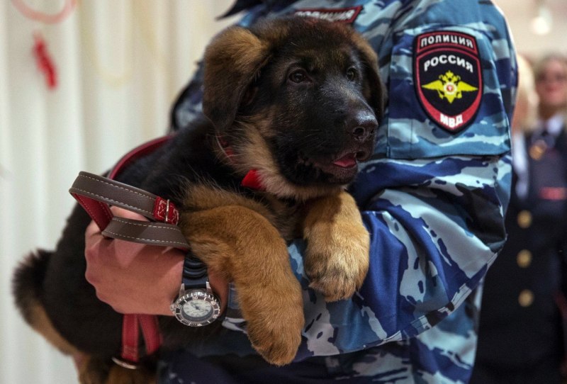 Овчарка Добрыня