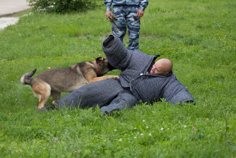 Дрессировка собак команде ФАС