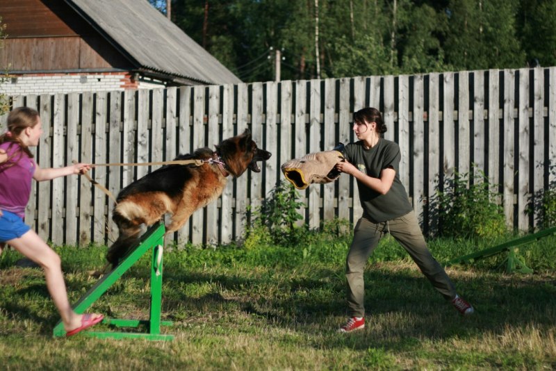 Дрессировка собак команде ФАС