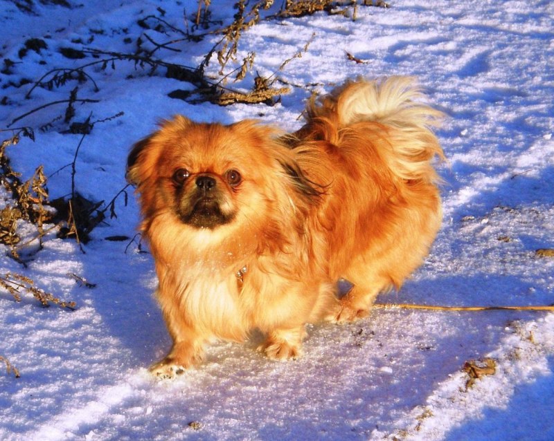 Пекинес Королевский рыжий
