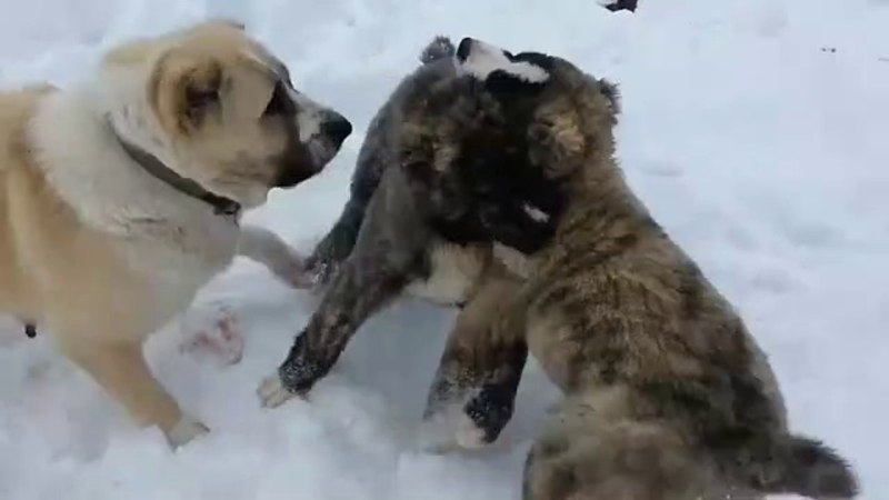 Алабай vs Кавказская овчарка