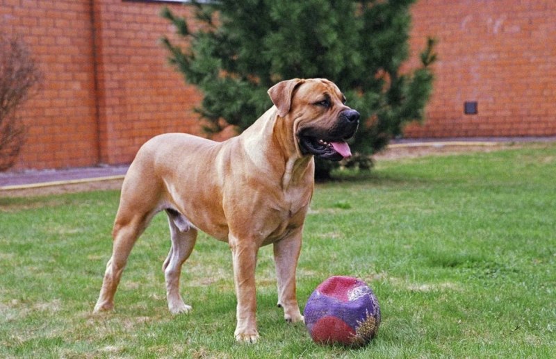 Южноафриканский бурбуль / South African Boerboel к