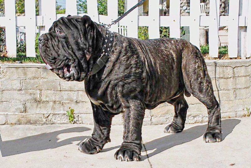 Альпийский мастиф (Alpine Mastiff)
