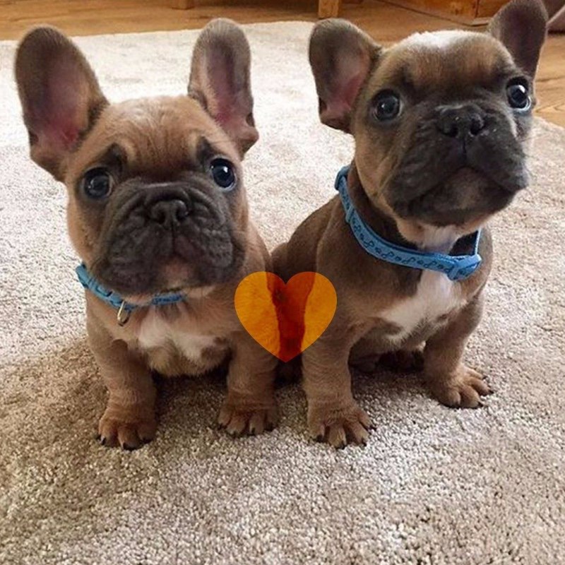 Blue French Bulldog