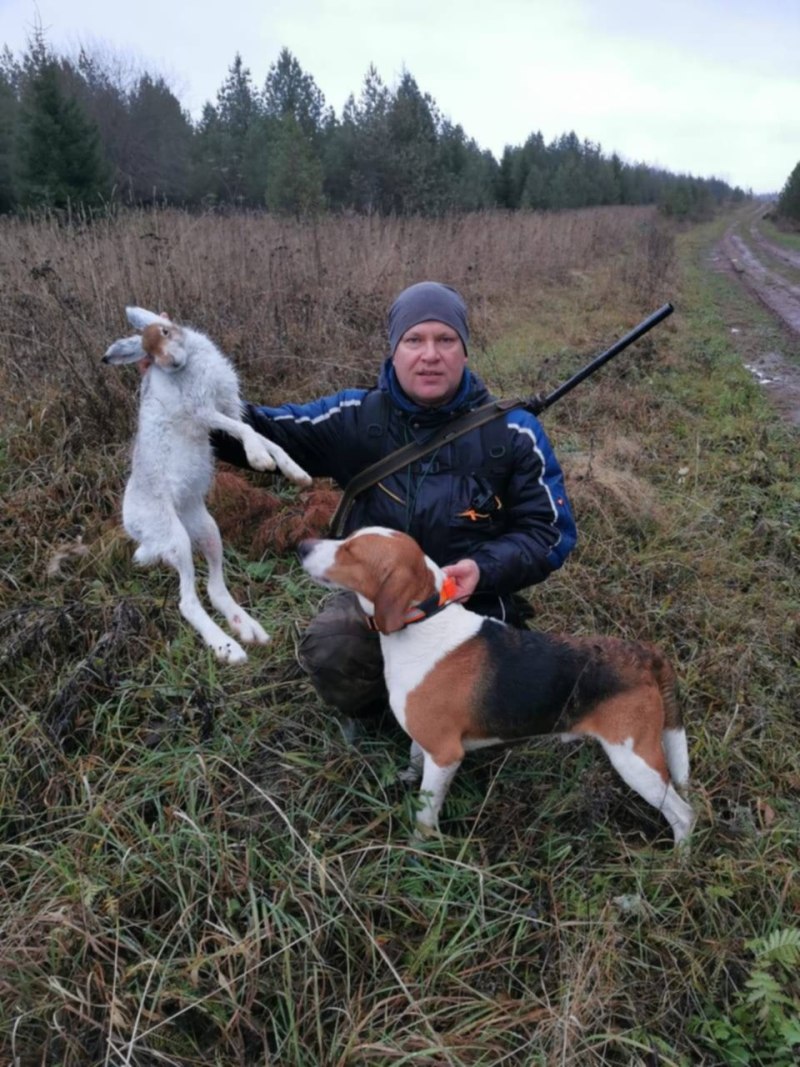 Гончая пегая гончая