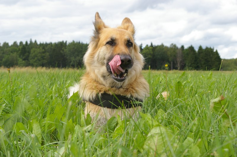 German Shepherd немецкая овчарка