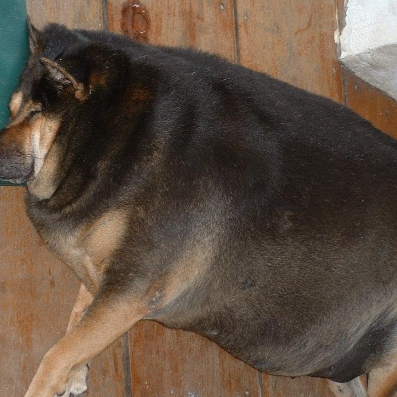 German Shepherd немецкая овчарка