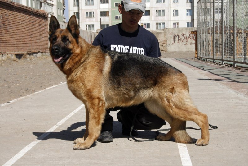 German Shepherd немецкая овчарка