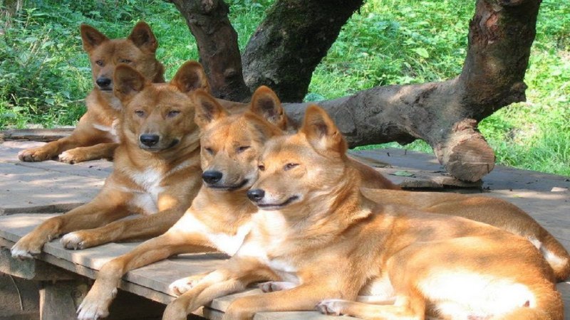 Куче Динго
