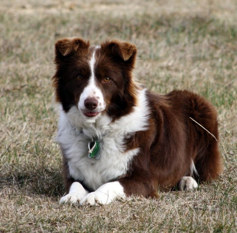 Бордер колли Brindle
