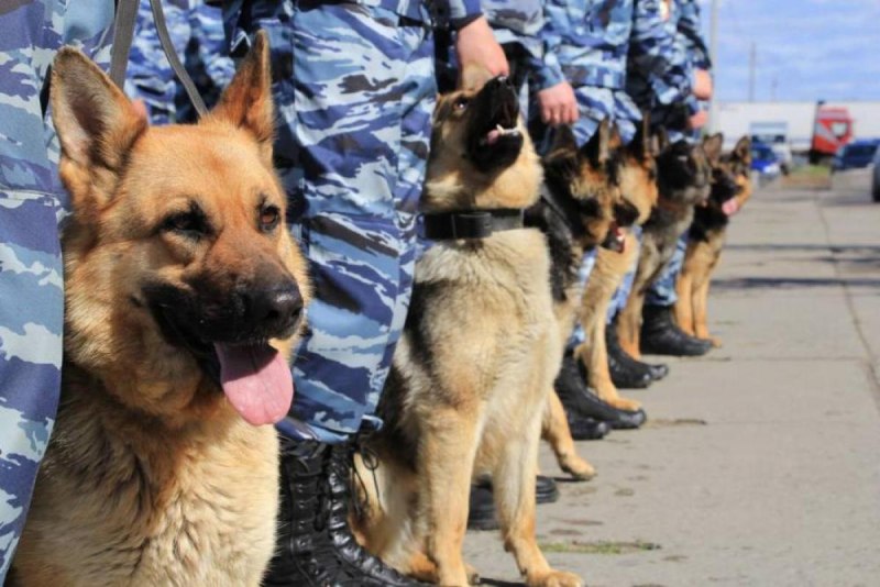 Служебные собаки полиции РФ